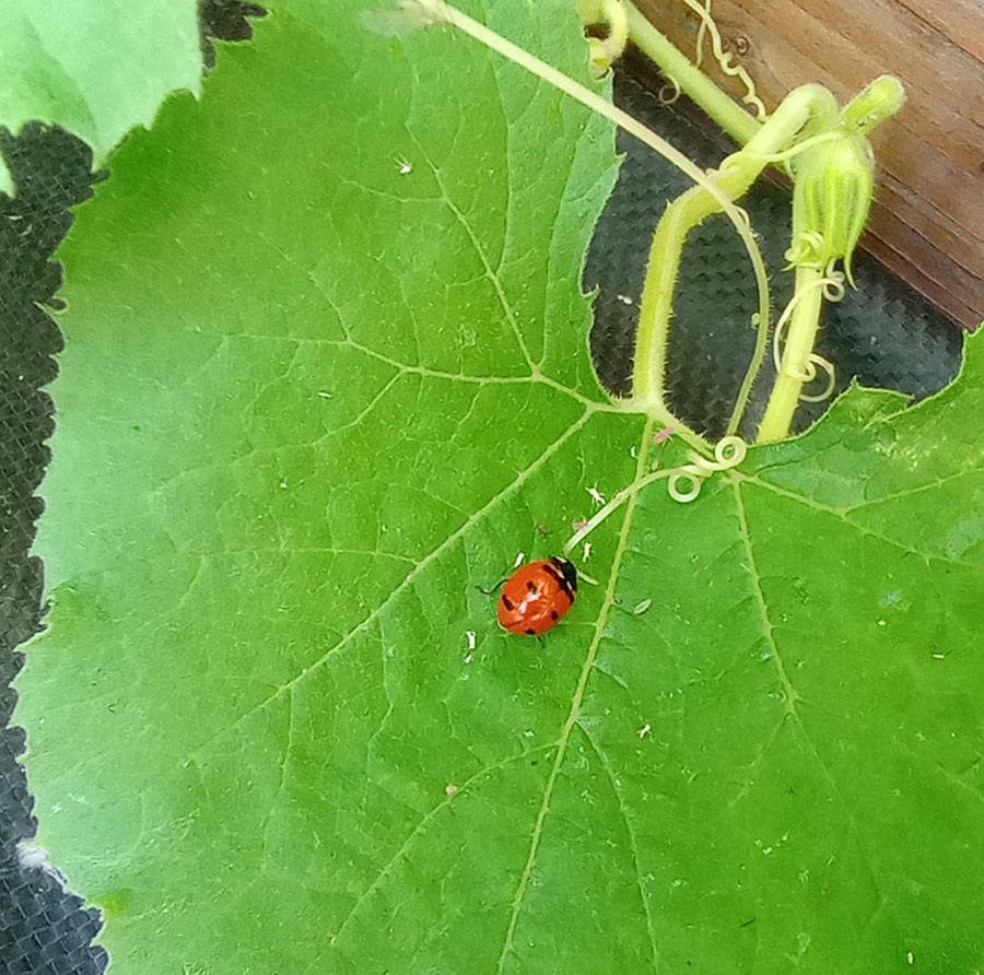 AHC: Fairbanks - What's bugging your garden, June 17, 2026