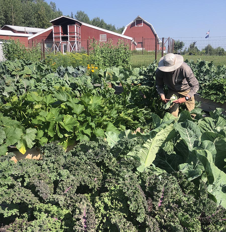 Fairbanks AHC: The Harvest: Tools, Techniques and Tasty Veggies, Aug. 6, 2025