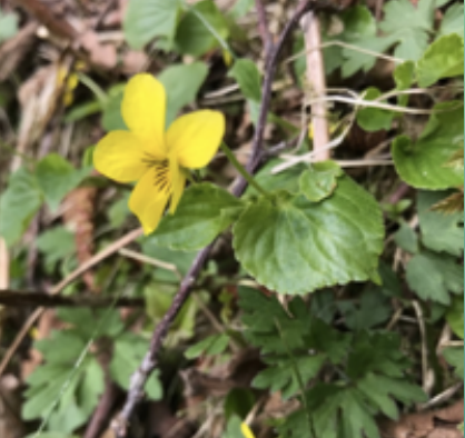 Juneau: Wild Kitchen Walk - April 25, 2026