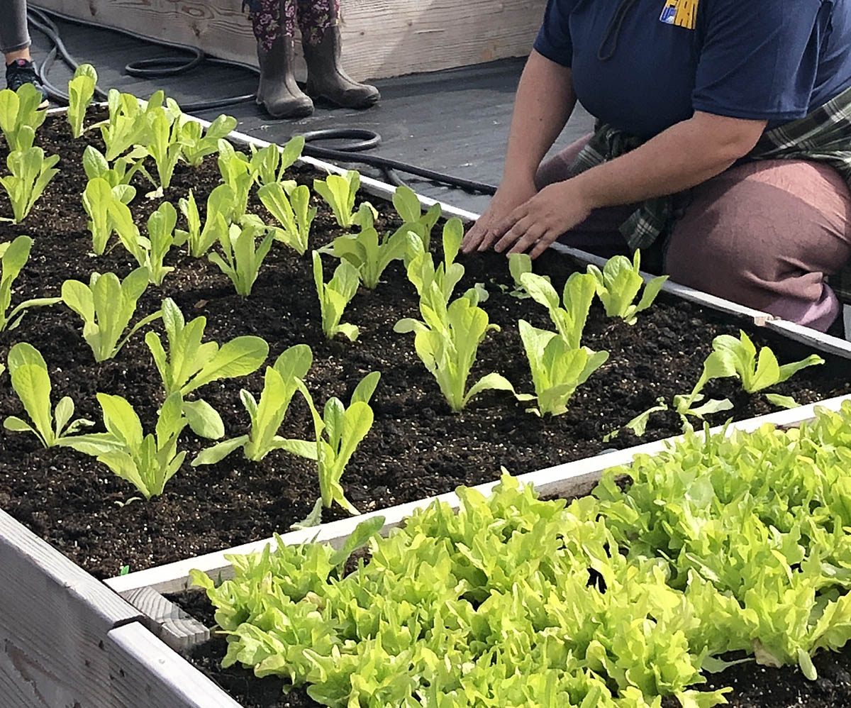 Fairbanks AHC: Dig In: Growing Your Own Garden with Confidence, June 3, 2026