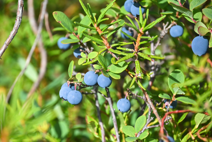 Fairbanks - November 19, 2026 - Making Jam and Jelly with berries