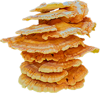 Anchorage - Mushroom ID Walk September 16, 2026