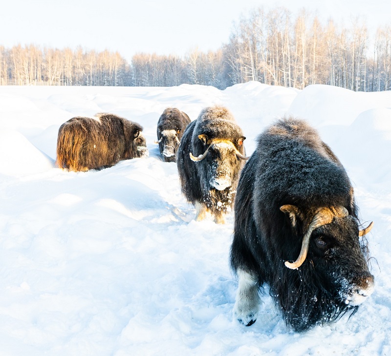 Winter Tours--Adult Tickets 2026-27