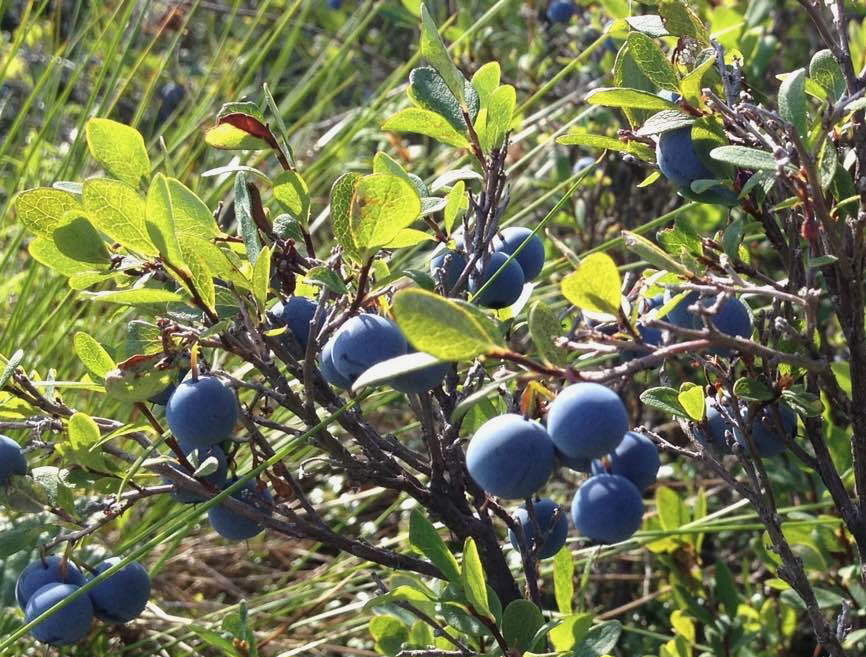 Delta Junction: Native Berry Propagation, July 26, 2025