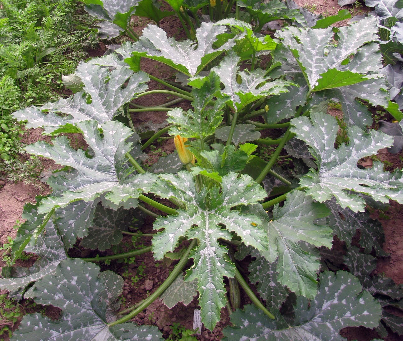 Alaska Master Gardeners course - online