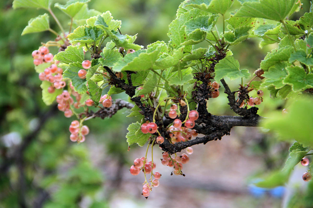 AHC: Fairbanks - Currant Shrubs and Mocktails, Aug. 19, 2026