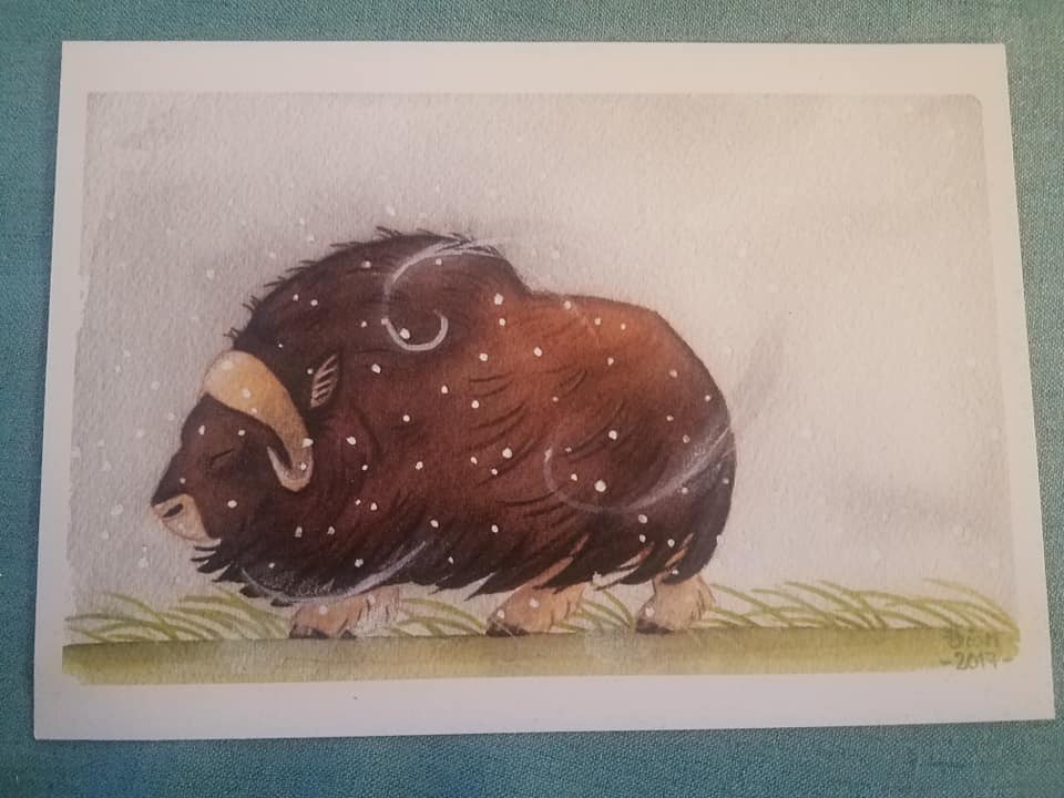Muskox Art Print